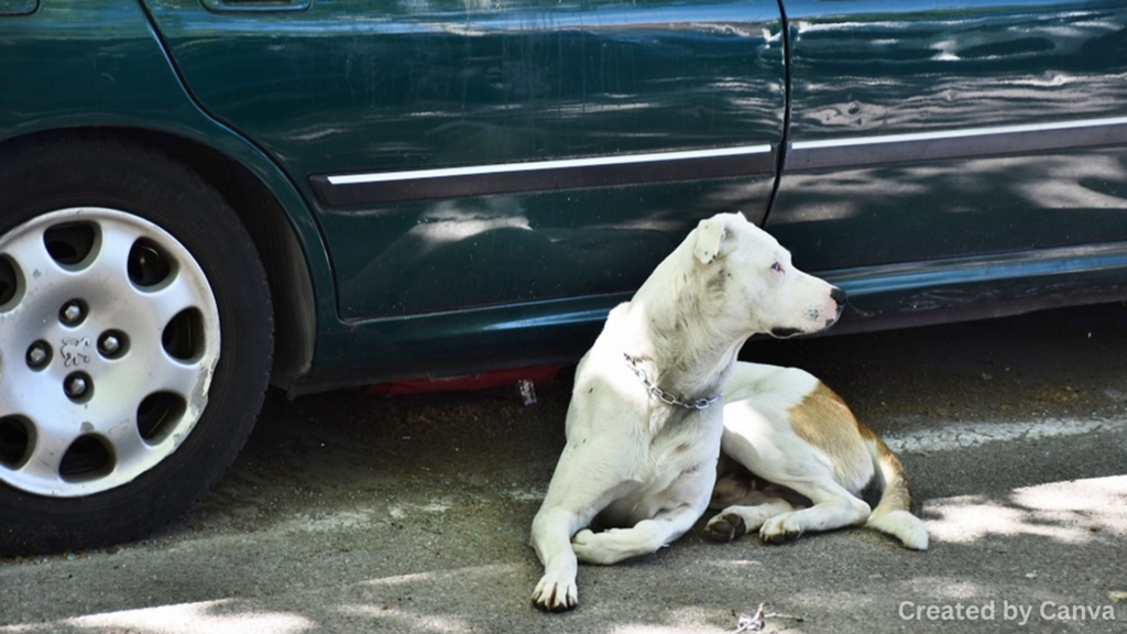 What to Do If Your Brakes Fail